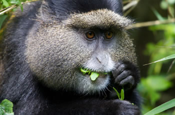 golden monkey Rwanda