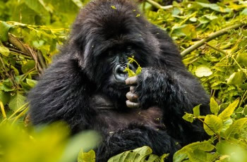 gorilla safari Rwanda