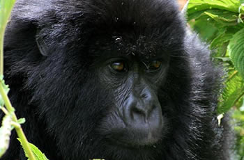 gorilla safari Rwanda