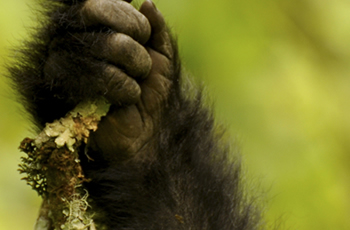 gorilla safari Rwanda