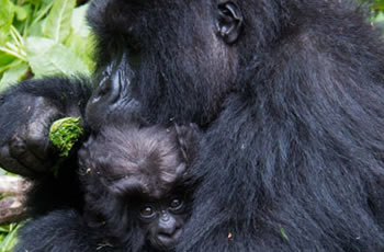 gorilla safari Rwanda